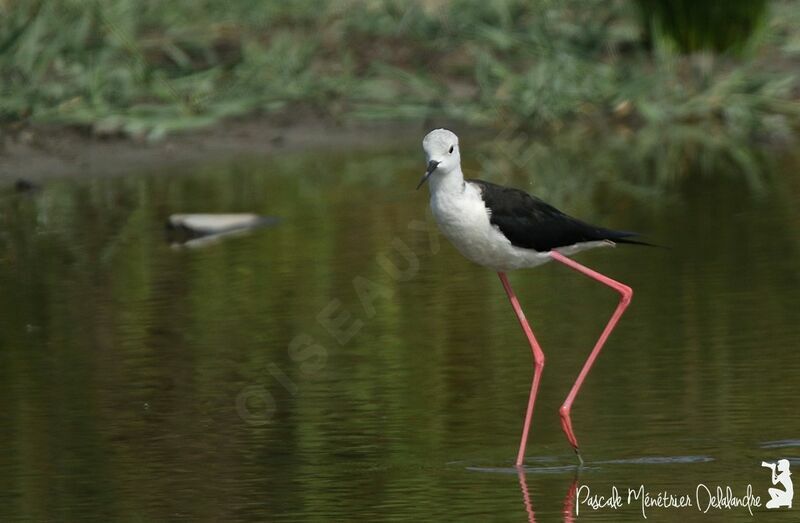 Black-winged Stilt