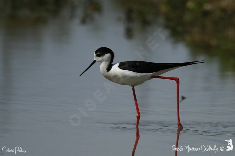 Black-winged Stilt