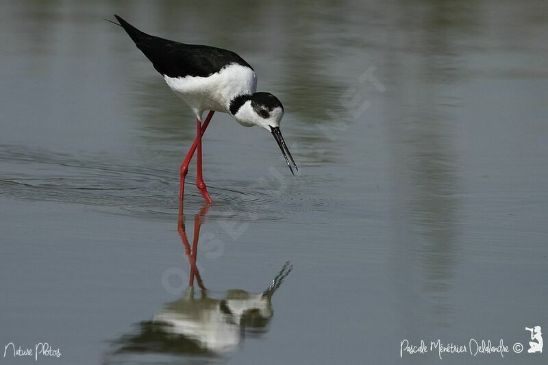 Black-winged Stilt