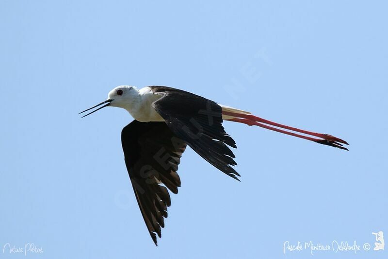 Black-winged Stilt