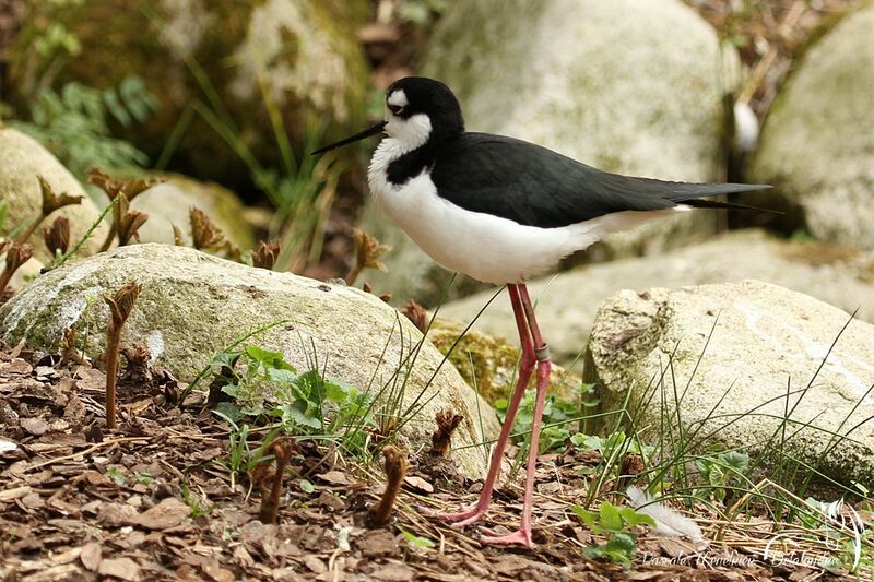 Black-necked Stilt