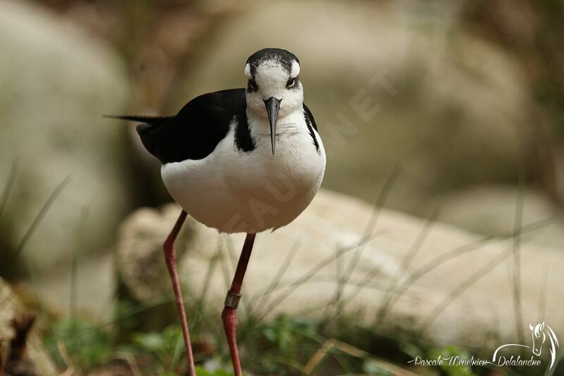 Black-necked Stilt