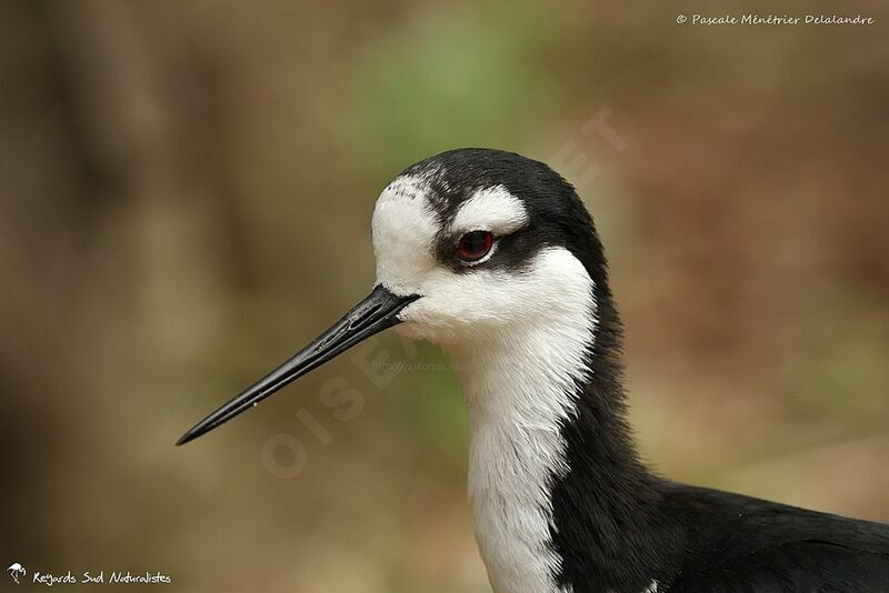 Black-necked Stilt