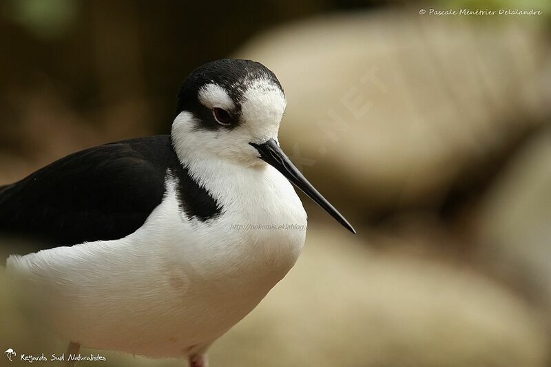 Black-necked Stilt