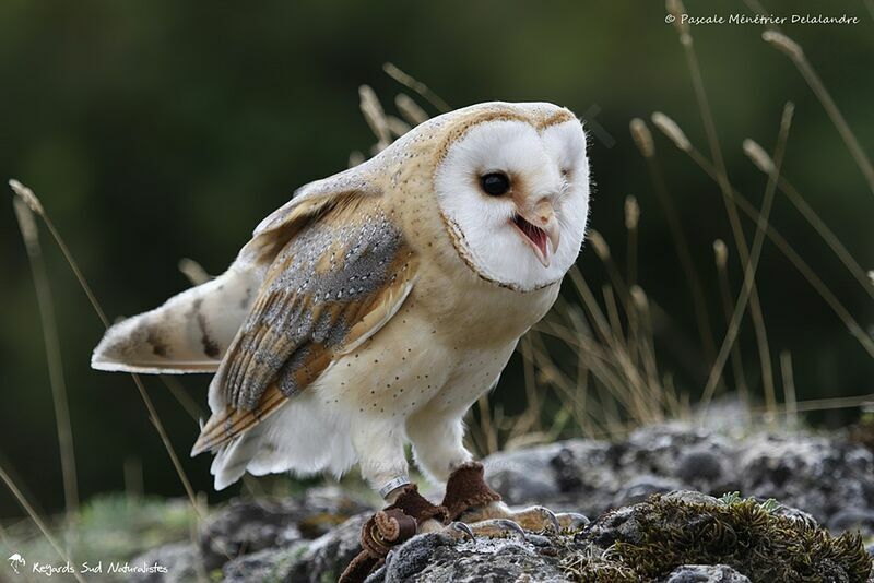 Western Barn Owl