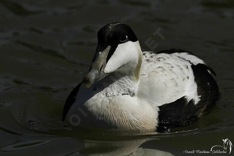 Common Eider