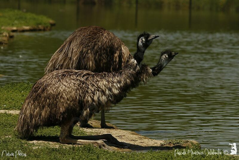 Emu