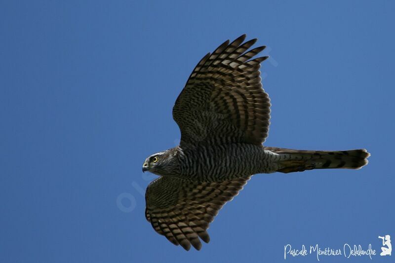 Eurasian Sparrowhawk female