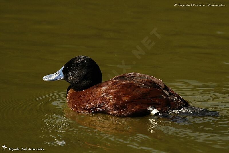 Lake Duck