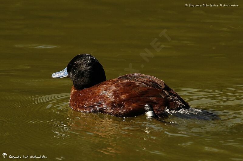 Lake Duck