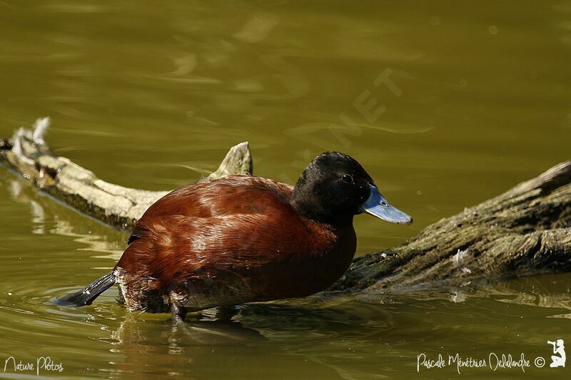 Lake Duck