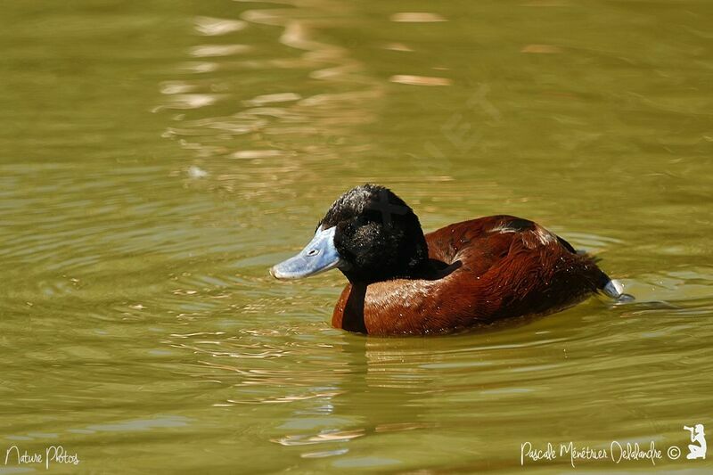 Lake Duck