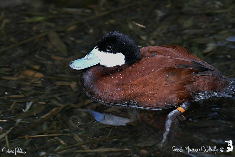 Ruddy Duck