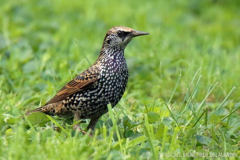 Common Starling