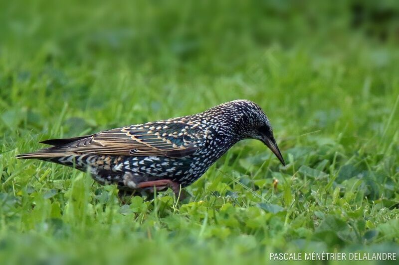 Common Starling