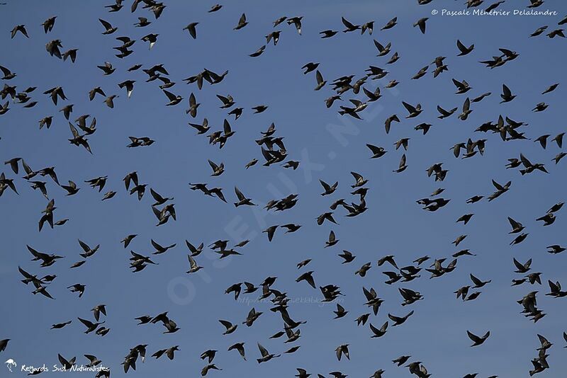 Common Starling