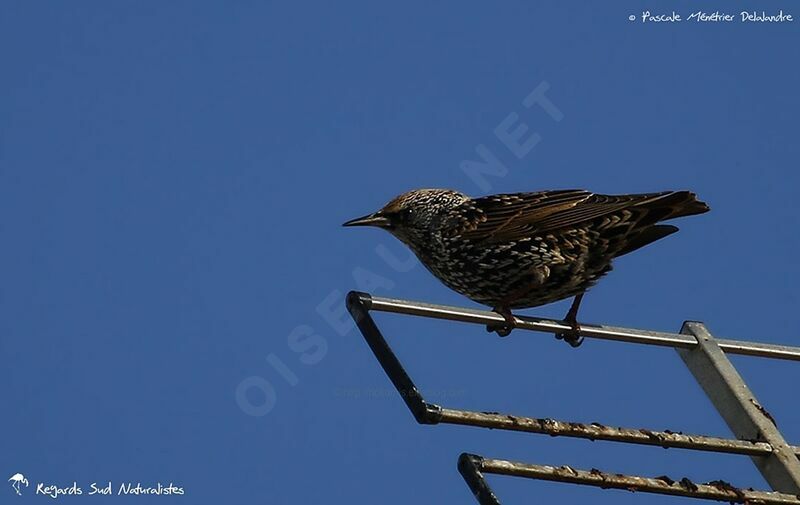 Common Starling