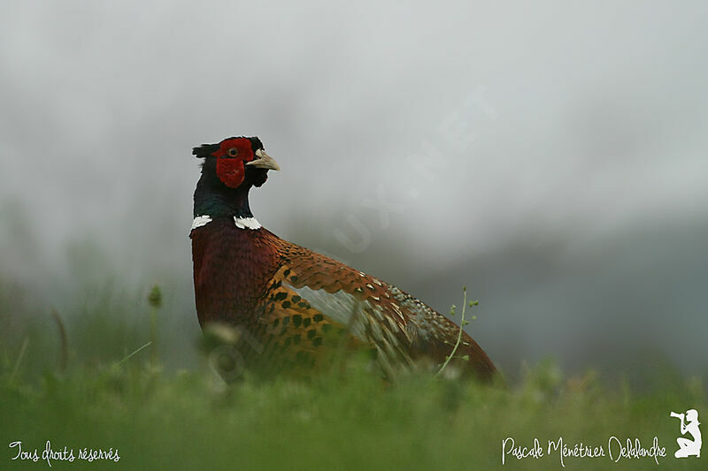 Faisan de Colchide