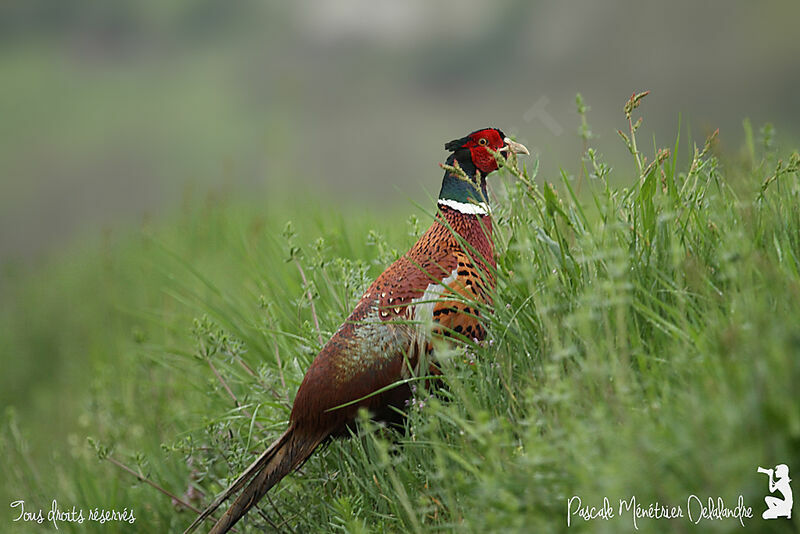 Common Pheasant