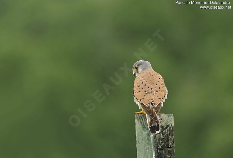 Common Kestrel male adult breeding