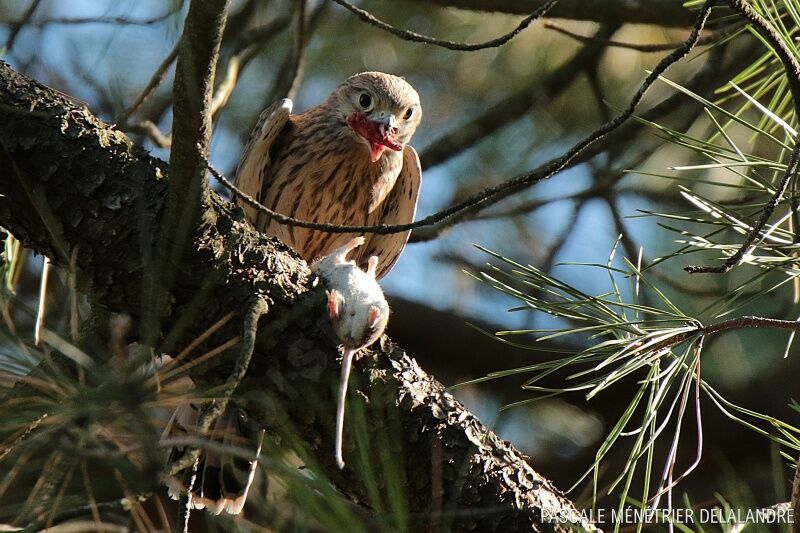 Common Kestrel