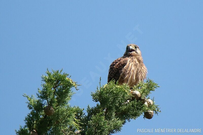 Common Kestreljuvenile