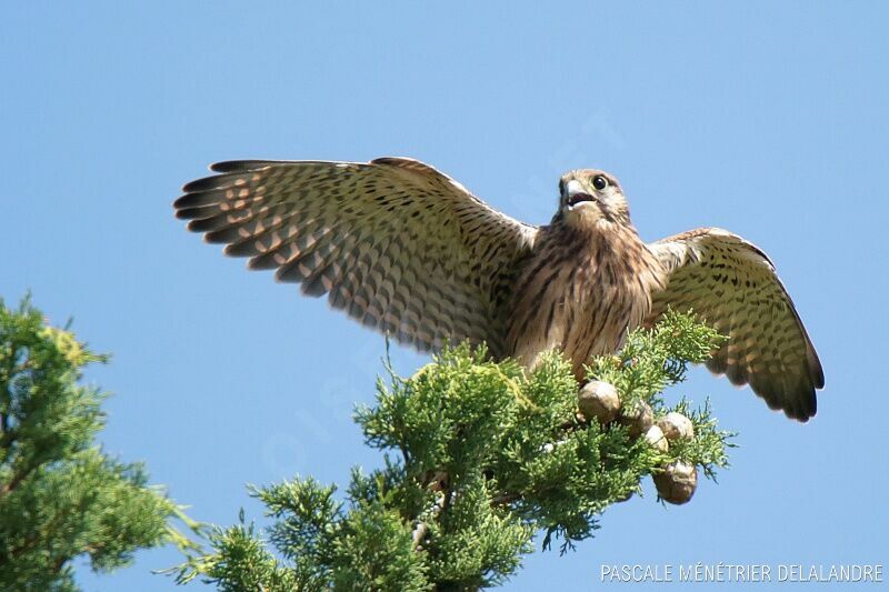 Common Kestreljuvenile