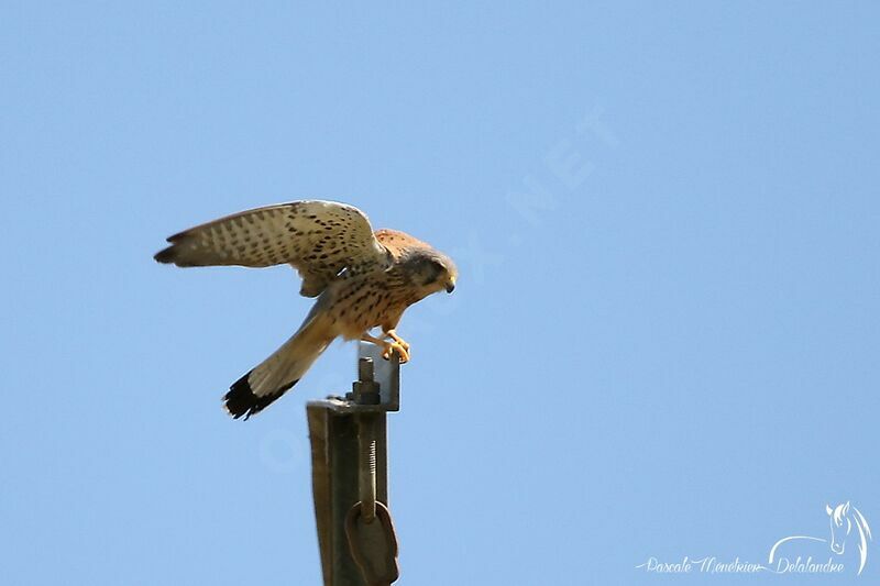 Common Kestrel