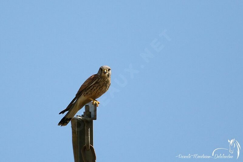 Common Kestrel