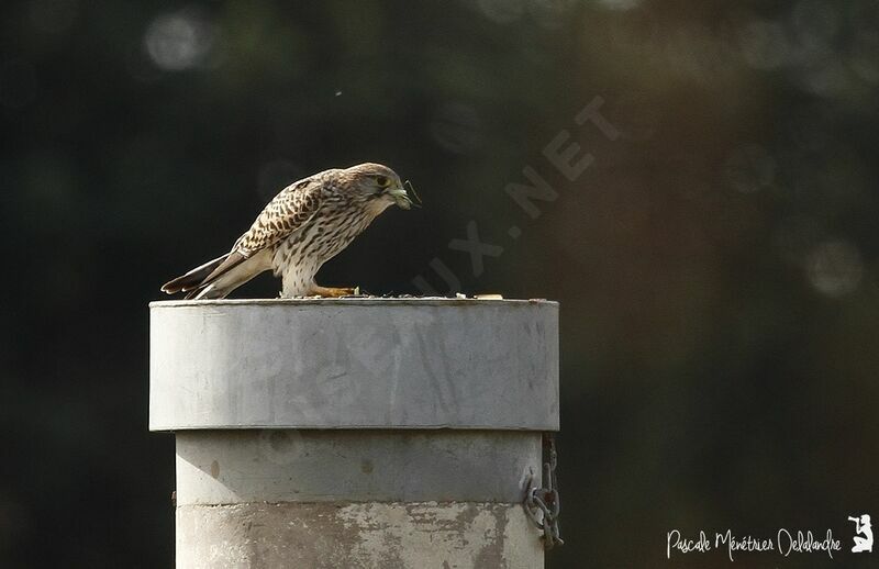 Common Kestrel