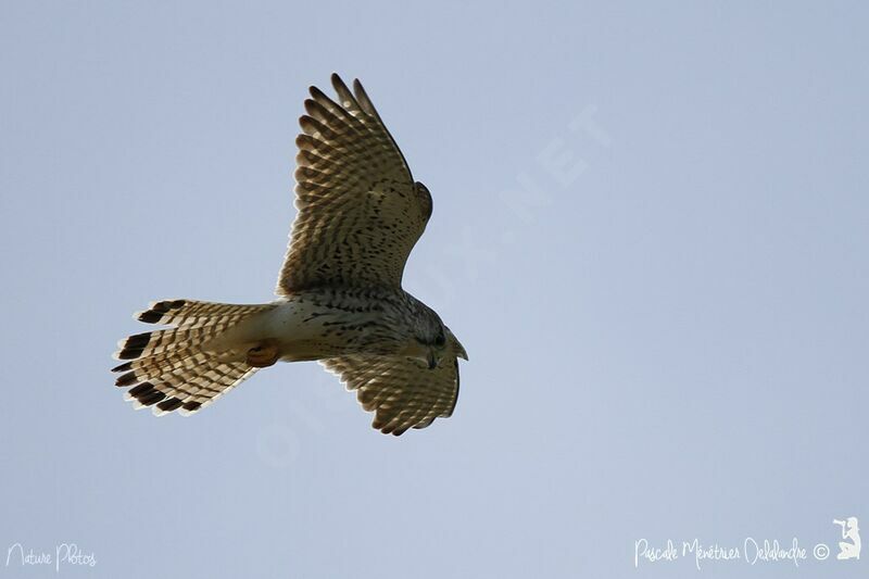 Common Kestrel