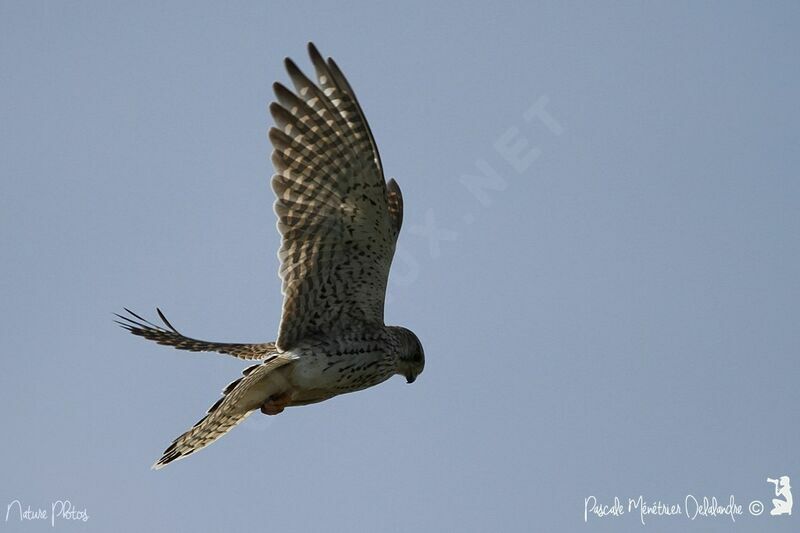 Common Kestrel