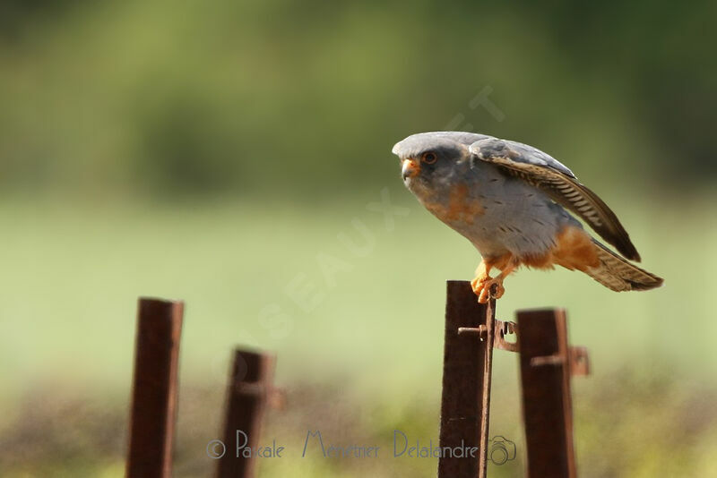 Red-footed Falcon