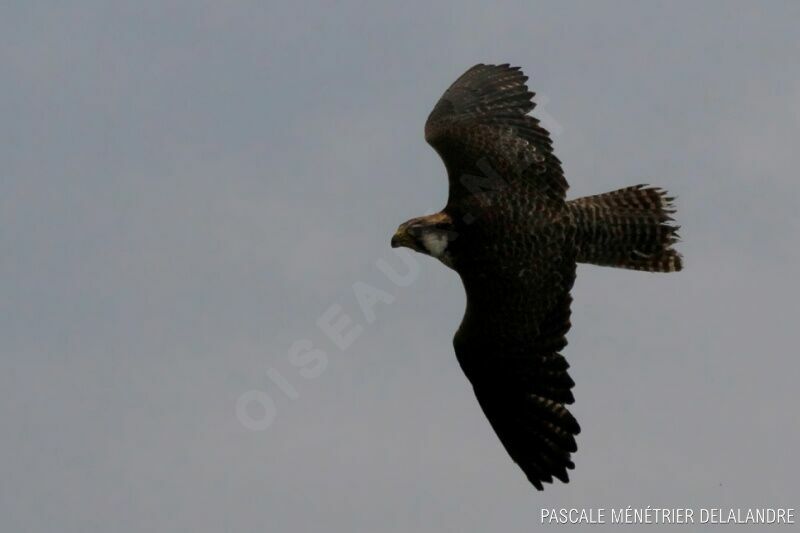 Lanner Falconadult