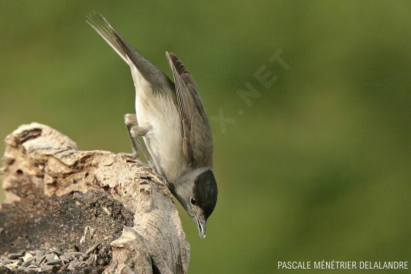 Eurasian Blackcap male adult