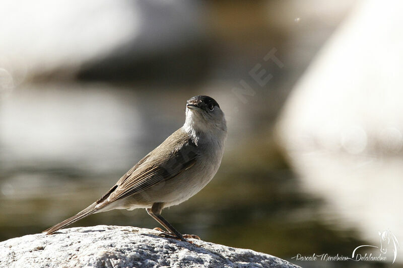 Eurasian Blackcap male