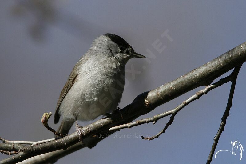 Eurasian Blackcap male