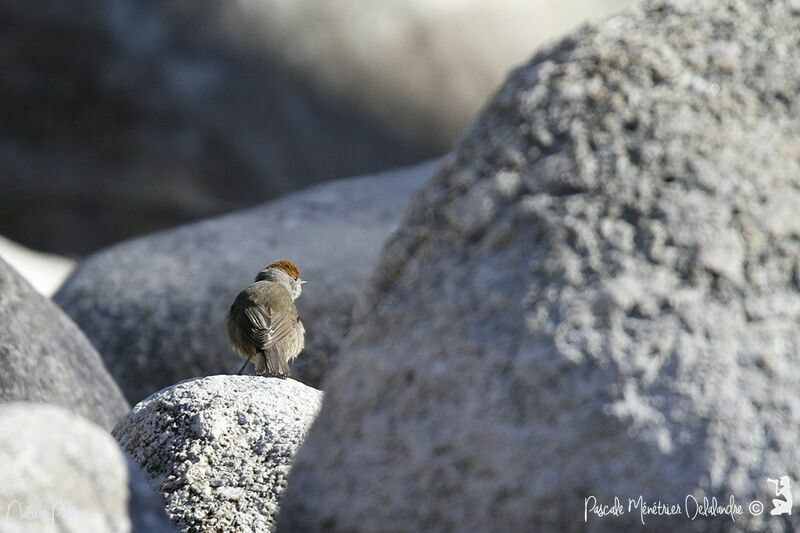 Eurasian Blackcap female