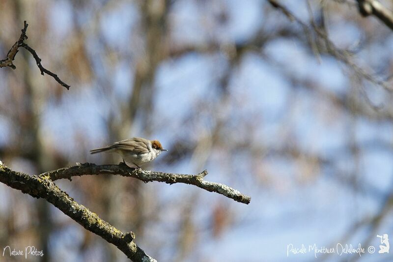 Eurasian Blackcap female