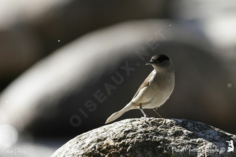 Eurasian Blackcap male