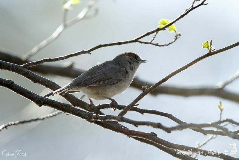 Eurasian Blackcap female