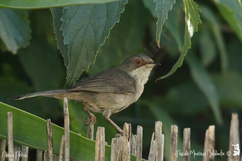 Sardinian Warbler female adult, identification