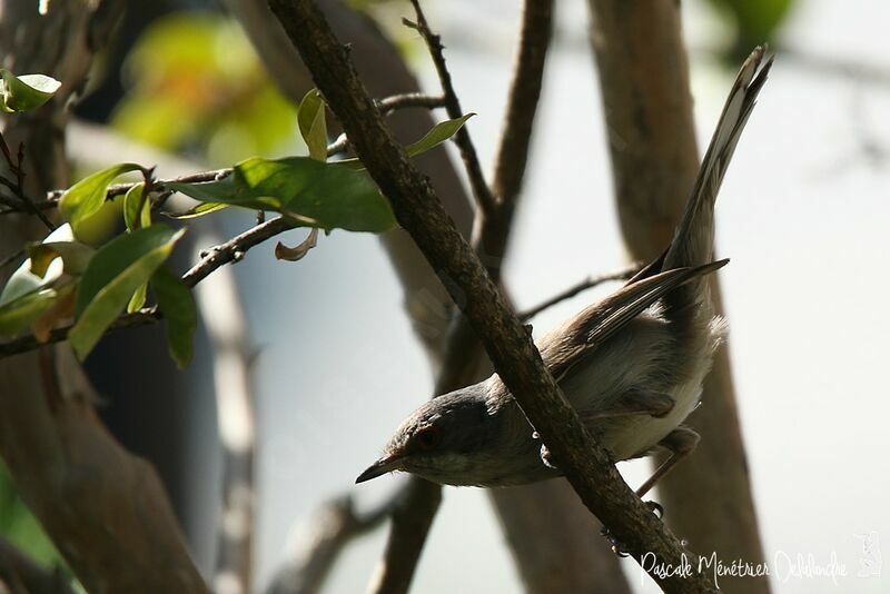 Sardinian Warbler