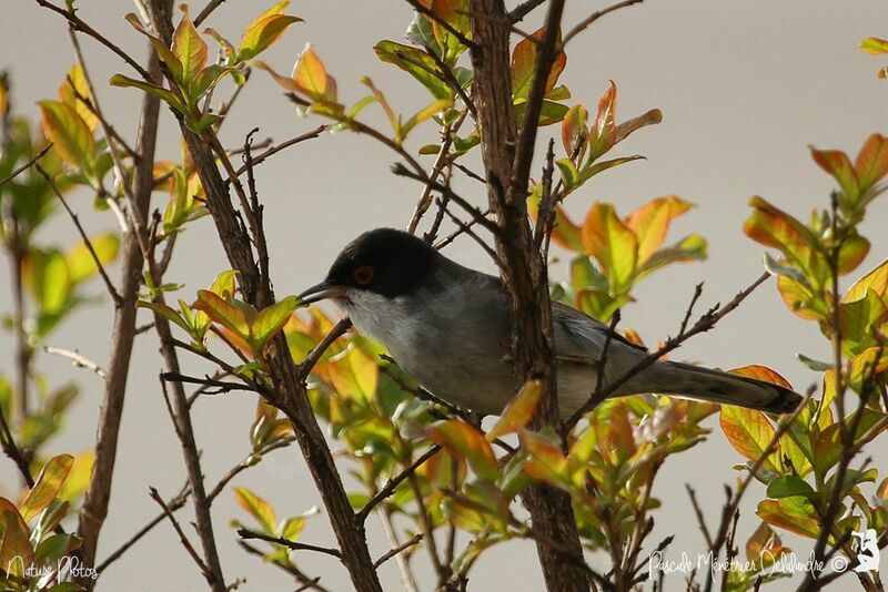 Sardinian Warbler