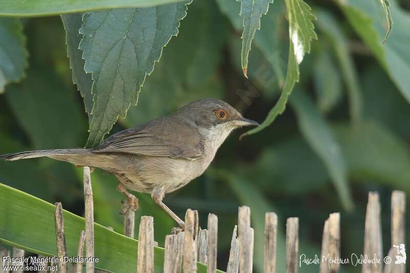 Sardinian Warbler female adult, identification