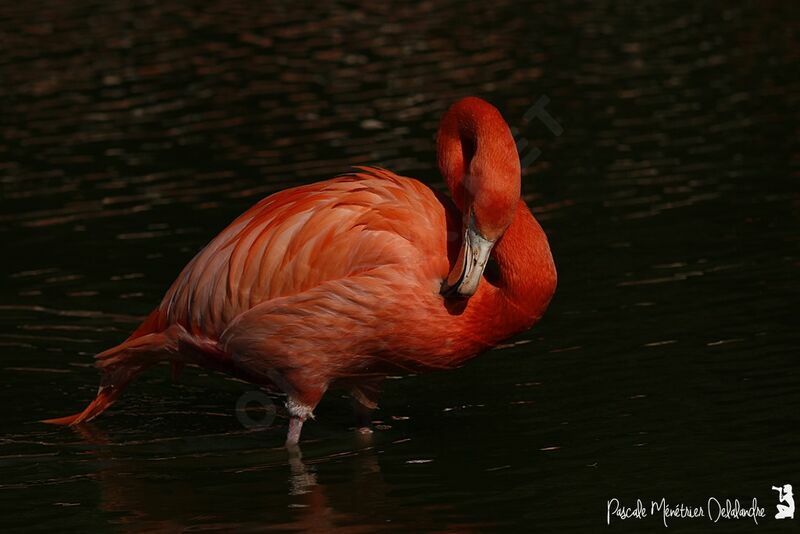 Flamant des Caraïbes