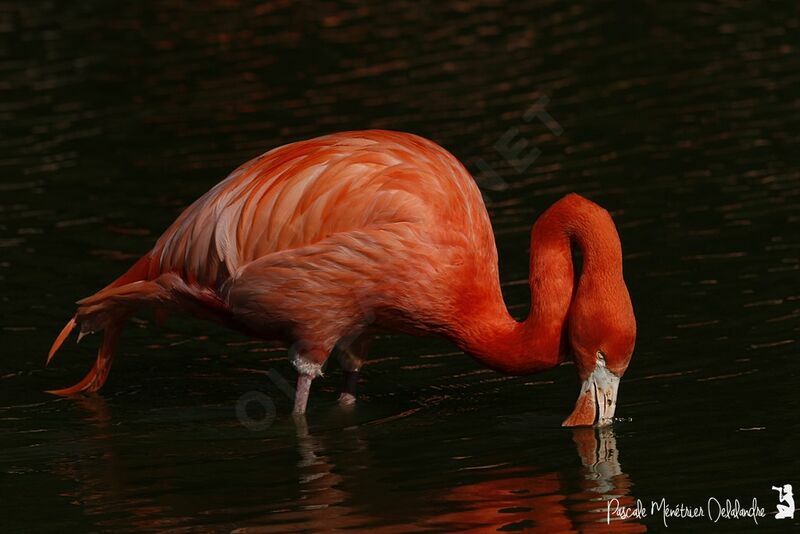 American Flamingo