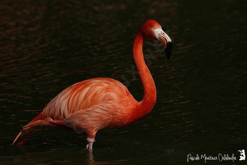 Flamant des Caraïbes