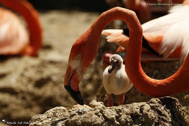 Flamant des Caraïbes