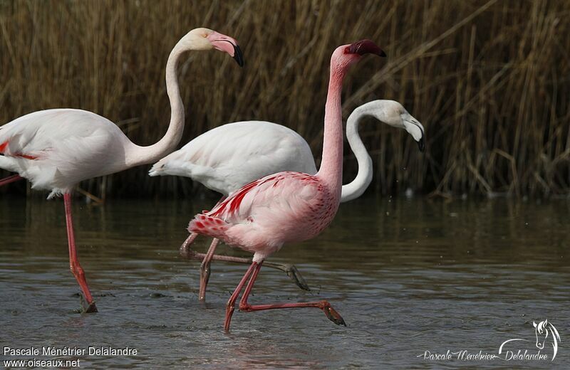 Lesser Flamingo